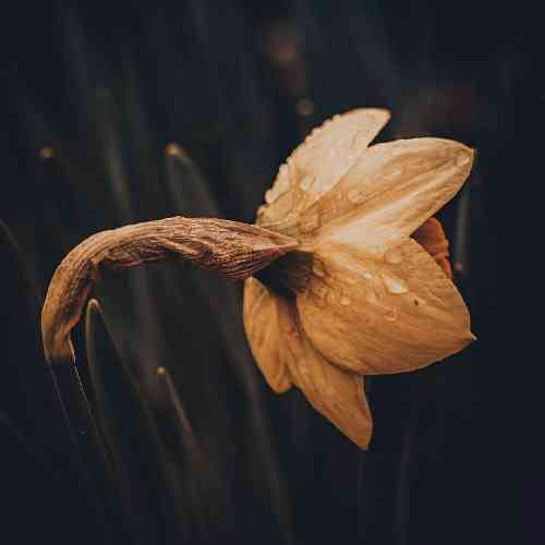 محمد سید آبادی دلم شکسته برگرد صدام گرفته برگرد
